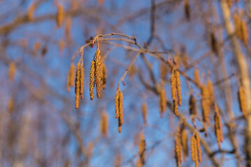 common alder. male inflorescence at blue sky background. Alder branch in early spring.