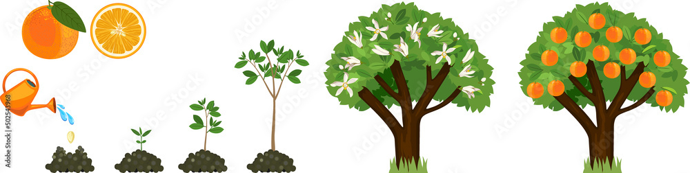Sticker life cycle of orange tree isolated on white background. plant growing from seed to orange tree with  - Stickers