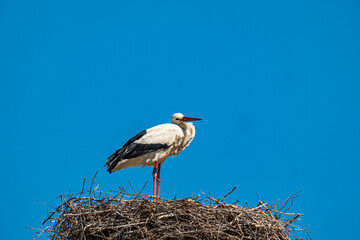  white stork in the nest with a special look, copy space