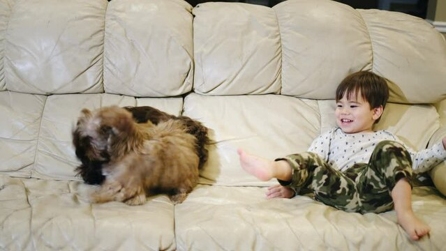 Cheerful Asian toddler playing with two puppies in the living room