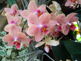 Blumen Orchideen © Frank