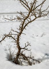 Lonely small crooked tree sticking out of the snow on a field in winter.