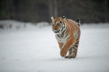 Siberian Tiger running in snow. Beautiful, dynamic and powerful photo of this majestic animal. Set in environment typical for this amazing animal. Birches and meadows