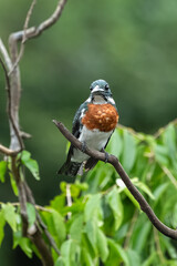Belted Kingfisher Portrait in Pennsylvania
