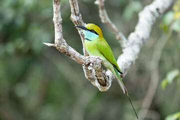 European bee-eater ( Merops apiaster ) is sitting on a twig