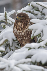 Birds of prey - Common Buzzard (Buteo buteo)