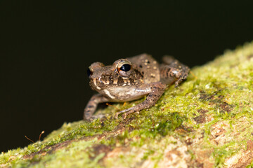 Triprion spinosus, also known as the spiny-headed tree frog, spiny-headed treefrog, spinyhead treefrog, coronated treefrog, and crowned hyla