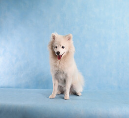 White beautiful fluffy dog on a blue background