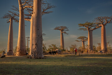 Beautiful Baobab trees at sunset at the avenue of the baobabs in Madagascar