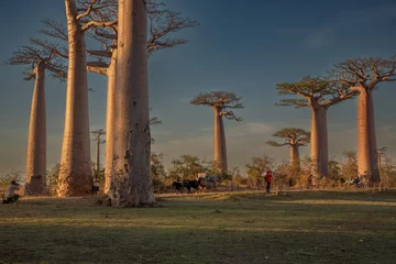 Deurstickers Beautiful Baobab trees at sunset at the avenue of the baobabs in Madagascar © vaclav