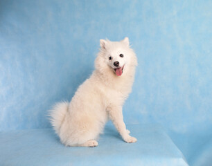 White beautiful fluffy dog on a blue background