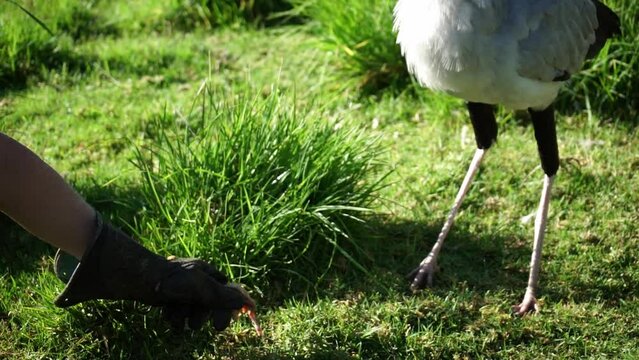 An animal trainer offers food to a Secretary bird. The bird hesitantly attempts to capture the food held in the gloved hand of the person. There is another bird visible in the background.