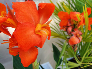 Close up of orange flower canna or canna lily.