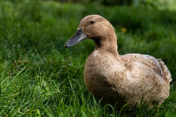 A wild duck on the grass