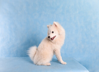 Portrait of a beautiful white fluffy dog on a blue background in the studio