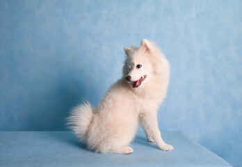 Portrait of a beautiful white fluffy dog on a blue background in the studio