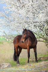 Bay horse on spring blossom