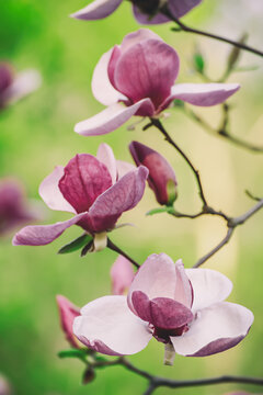 Magnolia spring flowers © Roxana