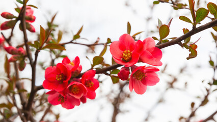 Beautiful flowering pink Japanese quince tree. Close up, copy space background.