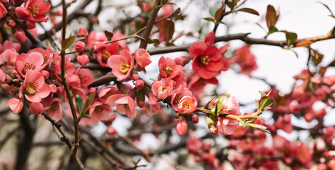 Beautiful flowering pink Japanese quince tree. Close up, copy space background.