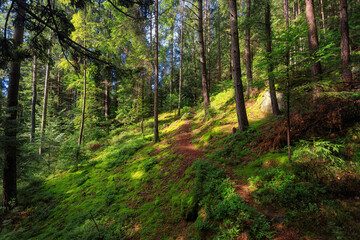 Empty path in the coniferous forest