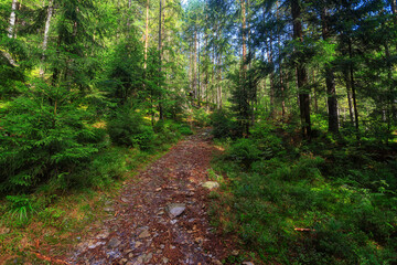 Fototapeta na wymiar Empty path in the coniferous forest