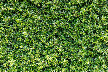 Fototapeta na wymiar Green leaf texture, tropical leaf foliage nature background