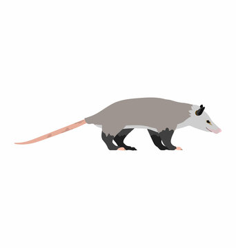 Common opossum seen in Side view - Flat style vector