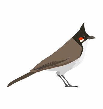 Red-whiskered bulbul bird seen in Side view - Flat vector Stock Vector |  Adobe Stock