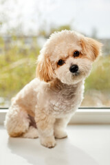 A portrait of beige Maltipoo puppy sitting on the windowsill against the background of the window. Adorable Maltese and Poodle mix Puppy