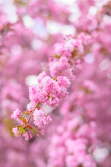 Fototapeta premium Branch of pink flowering sakura tree on a background of blooming sakura