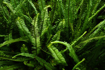 Fototapeta na wymiar green ornamental plant background in the garden