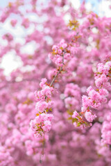 Fototapeta na wymiar Branch of pink flowering sakura tree on a background of blooming sakura