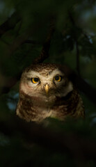 Spotted Owlet