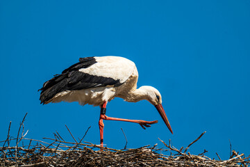 White stork looks in the nest and lifts his foot