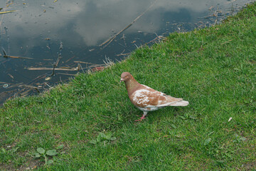 one pigeon on green grass