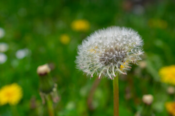 dandelions in the grass close-up