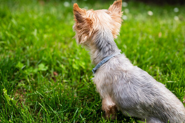 Anti tick and flea collar on cute little Yorkshire Terrier sitting in green grass