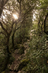 path in a leafy forest in the mountains of the Basque Country