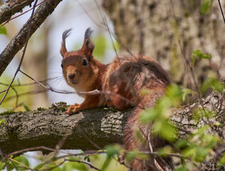 red squirrel sitting on a branch