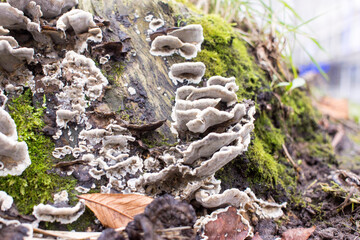 wood mushrooms, forest