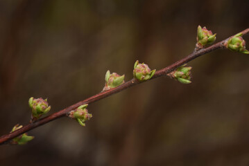 Spring flower buds