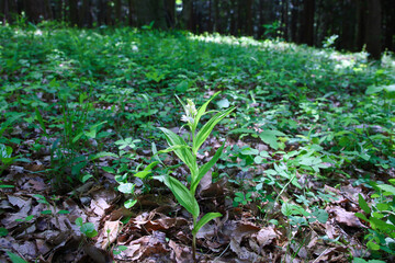 ササバギンラン