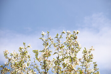 flowers against blue sky