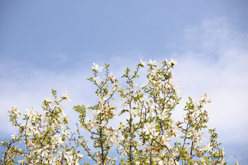flowers against sky