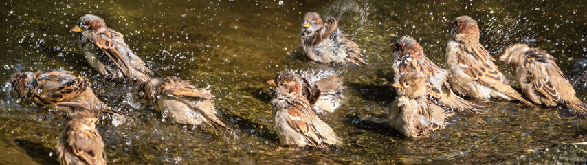 sunshine on animal wildlife in summer, a cute group of sparrows have fun while taking a bath,...