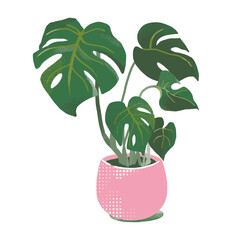 Illustration of the houseplant Monstera isolated on the white background