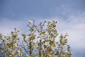 flowers in the wind