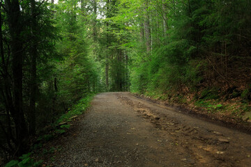 Fototapeta na wymiar Empty mystical path in a coniferous forest, on a sunny day
