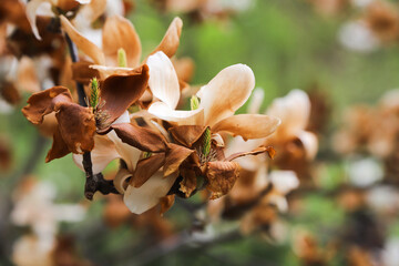 autumn leaves in the forest